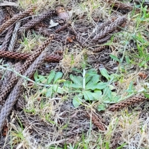 Gamochaeta purpurea at Tathra, NSW - 12 Nov 2023