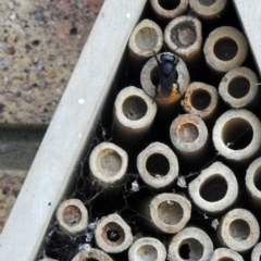 Unidentified Bee (Hymenoptera, Apiformes) at Avoca, QLD - 22 Oct 2023 by Gaylesp8