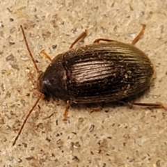 Unidentified Darkling beetle (Tenebrionidae) at Mimosa Rocks National Park - 11 Nov 2023 by trevorpreston