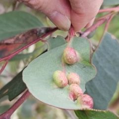 Eucalyptus insect gall at The Pinnacle - 4 Nov 2023 by sangio7