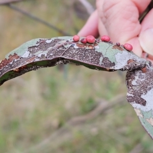 Eucalyptus insect gall at The Pinnacle - 4 Nov 2023