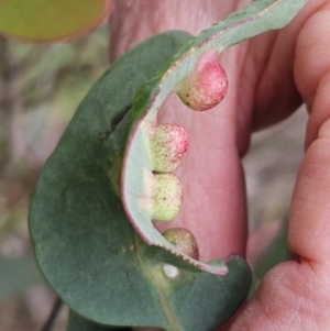 Eucalyptus insect gall at The Pinnacle - 4 Nov 2023