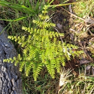 Pteridium esculentum at Wapengo, NSW - 12 Nov 2023