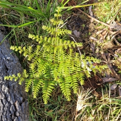 Pteridium esculentum (Bracken) at Wapengo, NSW - 11 Nov 2023 by trevorpreston