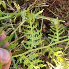 Pteridium esculentum at Wapengo, NSW - 12 Nov 2023