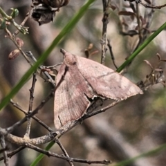 Amelora (genus) (Nacophorini (Ennominae)) at QPRC LGA - 12 Nov 2023 by Csteele4