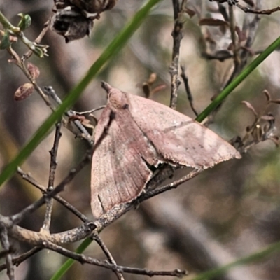 Amelora (genus) (Nacophorini (Ennominae)) at QPRC LGA - 12 Nov 2023 by Csteele4