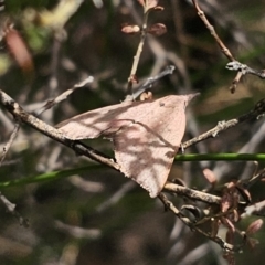 Amelora (genus) at QPRC LGA - 12 Nov 2023