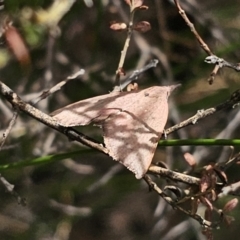 Amelora (genus) at QPRC LGA - 12 Nov 2023 01:46 PM