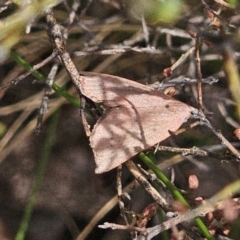 Amelora (genus) at QPRC LGA - 12 Nov 2023