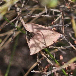 Amelora (genus) at QPRC LGA - 12 Nov 2023