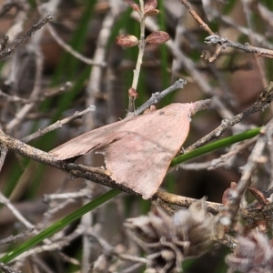 Amelora (genus) at QPRC LGA - 12 Nov 2023