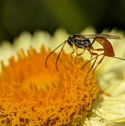 Ichneumonoidea (Superfamily) (A species of parasitic wasp) at Holder, ACT - 12 Nov 2023 by Miranda