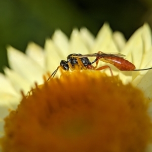 Ichneumonoidea (Superfamily) at Holder, ACT - 12 Nov 2023 03:36 PM