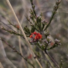 Dillwynia sericea (Egg And Bacon Peas) at Captains Flat, NSW - 12 Nov 2023 by Csteele4