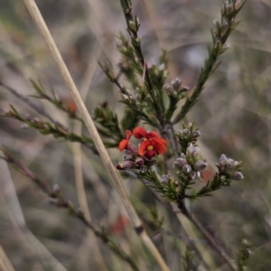 Dillwynia sericea at QPRC LGA - 12 Nov 2023