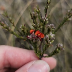 Dillwynia sericea at QPRC LGA - 12 Nov 2023 02:42 PM