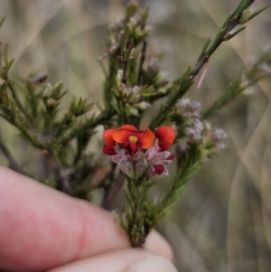 Dillwynia sericea at QPRC LGA - 12 Nov 2023 02:42 PM