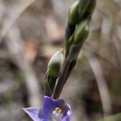 Thelymitra brevifolia (Short-leaf Sun Orchid) at Captains Flat, NSW - 12 Nov 2023 by Csteele4