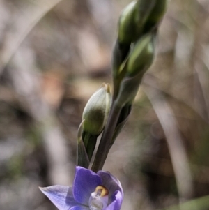 Thelymitra brevifolia at QPRC LGA - 12 Nov 2023