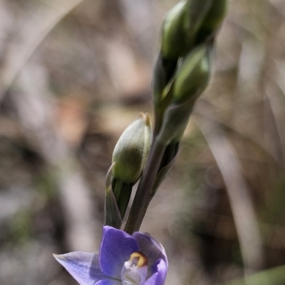 Thelymitra brevifolia (Short-leaf Sun Orchid) at Captains Flat, NSW - 12 Nov 2023 by Csteele4