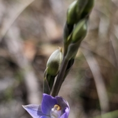 Thelymitra brevifolia (Short-leaf Sun Orchid) at QPRC LGA - 12 Nov 2023 by Csteele4