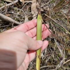 Thelymitra brevifolia at QPRC LGA - 12 Nov 2023