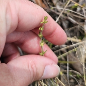 Galium ciliare subsp. ciliare at QPRC LGA - 12 Nov 2023