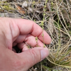 Galium ciliare subsp. ciliare at QPRC LGA - 12 Nov 2023