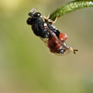 Brachymeria sp. (genus) at Holder, ACT - 12 Nov 2023 03:23 PM