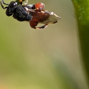 Brachymeria sp. (genus) at Holder, ACT - 12 Nov 2023 03:23 PM