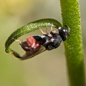 Brachymeria sp. (genus) at Holder, ACT - 12 Nov 2023