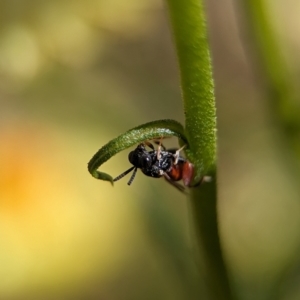 Brachymeria sp. (genus) at Holder, ACT - 12 Nov 2023