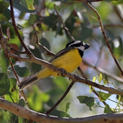 Falcunculus frontatus (Eastern Shrike-tit) at South Gundagai, NSW - 10 Nov 2023 by MichaelWenke