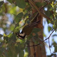 Falcunculus frontatus at South Gundagai, NSW - 10 Nov 2023