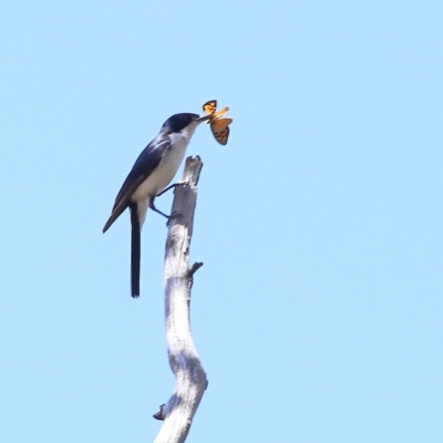 Myiagra inquieta (Restless Flycatcher) at South Gundagai, NSW - 10 Nov 2023 by Trevor