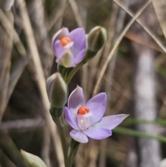 Thelymitra sp. (pauciflora complex) (Sun Orchid) at Captains Flat, NSW - 12 Nov 2023 by Csteele4