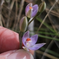 Thelymitra sp. (pauciflora complex) at QPRC LGA - suppressed