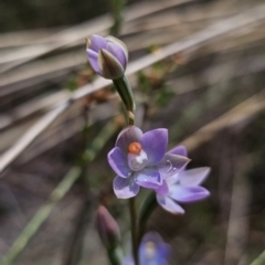 Thelymitra sp. (pauciflora complex) at QPRC LGA - suppressed