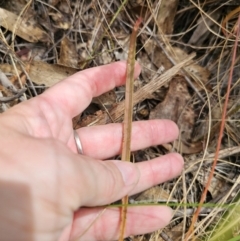 Thelymitra sp. (pauciflora complex) at QPRC LGA - 12 Nov 2023