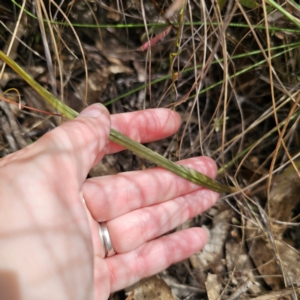 Thelymitra sp. (pauciflora complex) at QPRC LGA - 12 Nov 2023