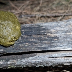 Vombatus ursinus at Mount Majura - 10 Nov 2023 10:39 PM