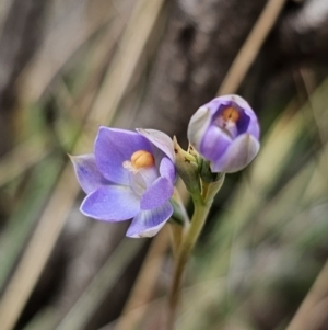 Thelymitra brevifolia at QPRC LGA - 12 Nov 2023