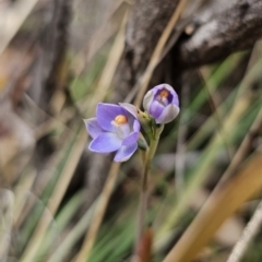 Thelymitra brevifolia at QPRC LGA - 12 Nov 2023