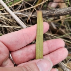 Thelymitra brevifolia at QPRC LGA - 12 Nov 2023