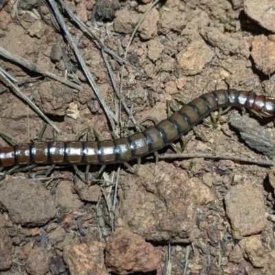 Cormocephalus aurantiipes (Orange-legged Centipede) at Mount Majura - 10 Nov 2023 by sbittinger