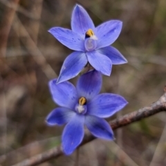 Thelymitra x truncata (Truncate Sun Orchid) at QPRC LGA - 12 Nov 2023 by Csteele4