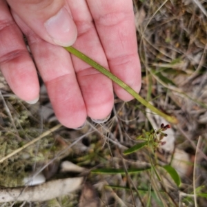 Thelymitra x truncata at QPRC LGA - 12 Nov 2023