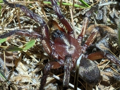 Anamidae (Wishbone Spiders) at Kenny, ACT - 10 Nov 2023 by sbittinger