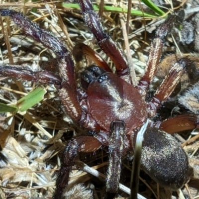 Unidentified Spider (Araneae) at Mount Majura - 10 Nov 2023 by sbittinger